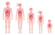 Human body infographic. Cartoon man, woman, boy and newborn baby with anatomy internal organs, brain, heart and lungs location in body flat vector illustration set. Internal organs scheme