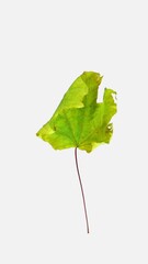 Wall Mural - Time lapse of resurrection yellow-green Maple leaf isolated on white background, vertical orientation