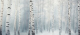 White landscape panorama of winter forest with tall birch trees in soft mist and falling snowflakes