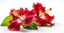 Beautiful Red Color Hibiscus Flowers Isolated On White Background.