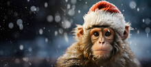 A Monkey In The Snow Dressed In A Red Hat And Coat, Christmas Concept Animals