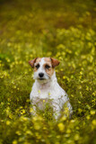 Fototapeta Zwierzęta - Jack Russell Terrier in yellow field
