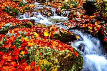 Wall Mural - Beautiful creek in mountain forest. Forest creek in autumn. HDR Image (High Dynamic Range).