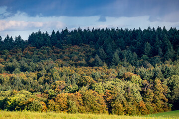 Canvas Print - Wiederaufforstung im Mischwald