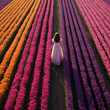 over head photography of a woman in a pink dress in tulip field colorful tulips