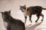 Fototapeta Sawanna - Young cat hisses on another big cat