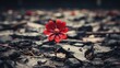  a single red flower sitting on top of a rocky ground.  generative ai