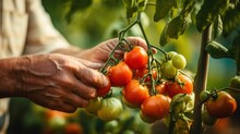 A Farmer, Hands Dusted With Soil, Carefully Examining Tomatoes On The Vine, Ensuring They Are Ready For Harvest.