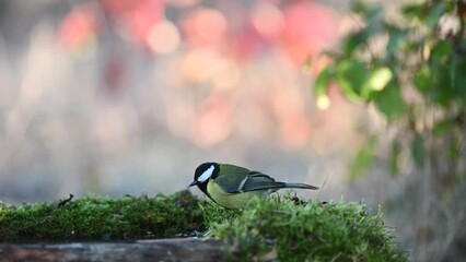 Wall Mural - Great tit Parus major in the wild. Songbird. The bird drink the water and flies away. Slow motion.