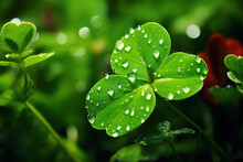 Beautiful Nature Background With Morning Fresh Grass And Green Leaf. Grass And Clover Leaves In Droplets Of Dew Outdoors In Summer In Spring Close-up Macro
