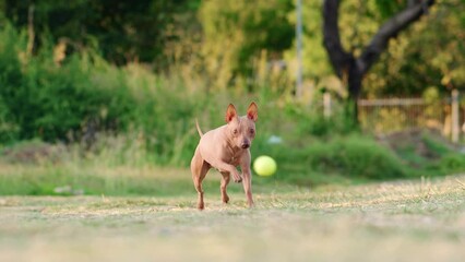 Wall Mural - the dog runs on the grass. Happy and Active American Hairless Terrier in the park