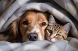Pets dog and cat being friends cuddle at home