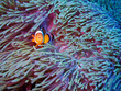 Clownfish and the anemone