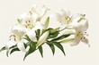 Sympathy card with white lily flowers representing a funeral