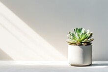 Summer Succulent In A Pot Sunny With Shadows On Podium Top View Gray Background