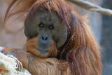 Fototapeta Zwierzęta - Sumatran Orangutan Sitting With Eyes Closed