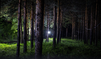 Wall Mural - Beautiful night landscape shot in scary forest. Magical lights sparkling in mysterious pine forest at night.