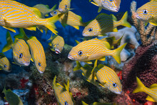 School Of Yellow Fish In Aquarium Or Reef Healthy Ocean