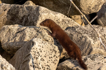 Wall Mural - American mink (Neovison vison) on the hunt on the lake Michigan.