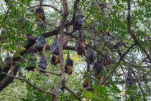 Indian Flying Fox(Pteropus Medius) Is Also Known As The Great Indian Fruit Bat. Bharatpur Bird Sanctuary In Keoladeo Ghana National Park, India.