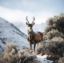 A Pronghorn Ram Grazing On A White, Snowy Mountainside.