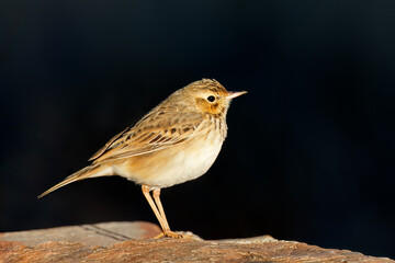 Canvas Print - An African pipit (Anthus cinnomomeus) perched on a rock, South Africa.