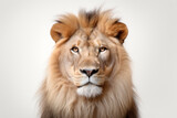 Fototapeta Na sufit - Wildlife and animal concept. Lion isolated on white background. Generative AI