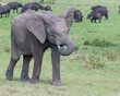 Young African Elephant, Masai Mara, Kenya