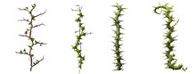 Vines With Thorns In The Shape Of A Spine Isolated On Transparent Background