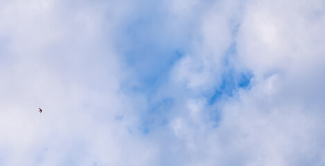 Wall Mural - background of blue sky with white clouds and flying bird