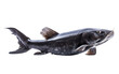 Shining Black Real Image of Catfish Isolated on Transparent Background PNG.