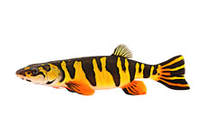 Yellow Clown Loach Fish Isolated On Transparent Background PNG.