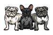 three american bully with french bulldog vector art