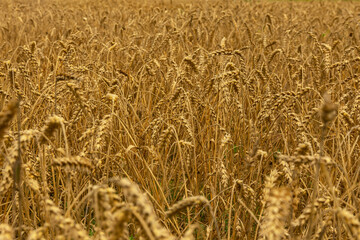 Ears of wheat or rye in the field in autumn