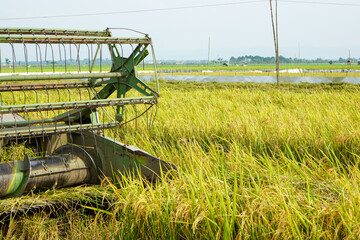 Automatic rice harvester machine is being used to harvest the fields and it is ripe and yellow in harvest season. Combine Harvester Speed up and simplify the work. Cut automatically. 