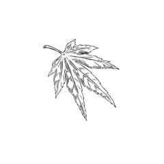 maple leaf engraved hand drawn vector illustration, season one japanese maple leafage isolated, blac