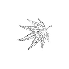 maple leaf engraved hand drawn vector illustration, season japanese maple leafage isolated, black co