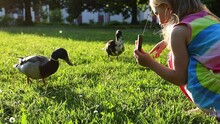 Little Girl Feeding Ducks In The Park.