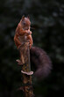 Cute Red Squirrel (Sciurus vulgaris) eating a nut on a branch.  in an autumn forest. Autumn day in a deep forest in the Netherlands.