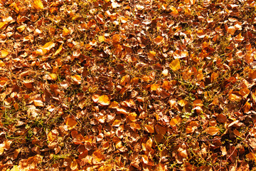 Sticker - Fallen leaves from a tree on the ground as a background. Autumn