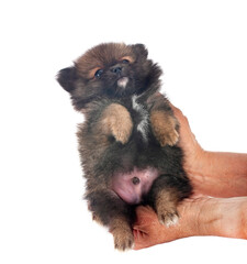 Canvas Print - puppy pomeranian in studio