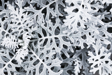 Canvas Print - Dusty Miller plant closeup. Winter plan texture. Silver color leaves background. Christmas nature texture. Frozen look design.