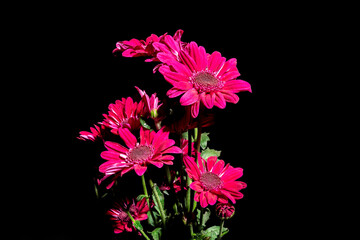 Wall Mural - Red chrysanthemum on black background