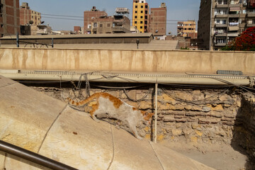 Wall Mural - Gato sin hogar, El Cairo, Egipto. Pobre