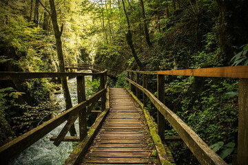 Wall Mural - A wooden walkway next to the Kamacnik River in Kamacnik Kanjon, Primorje-Gorski Kotar County, north west Croatia. August