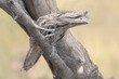 Tawny frogmouth bird (Podargus strigoides) perched on a branch, Australia