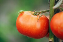 Green Stink Bug On Homegrown Tomato Vegetable Fruit In Organic Garden