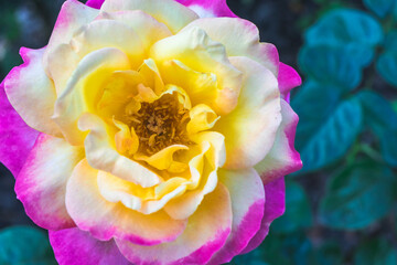 Beautiful flowers at the botanic garden at Ponte de Lima, Portugal.