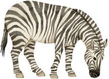 Zebra Wildlife Animals Watercolor Illustration