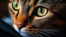 Capture The Depth Of Emotion. Cat Eyes Close Up